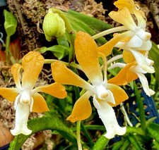 Neofinetia ibrido orange usato  Spedire a Italy