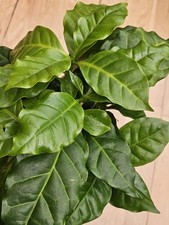 Coffee plant one for sale  HALIFAX
