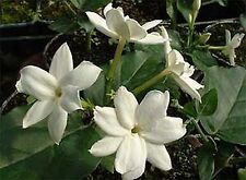 Jasmin arabie parfum d'occasion  Villemandeur