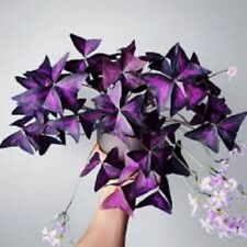 Oxalis triangularis purpurea for sale  CAMBORNE