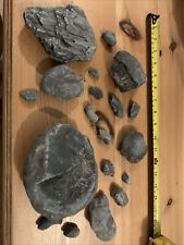 Fossils stone charmouth for sale  SELBY