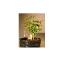 Arboricola schefflera luseanne for sale  Patchogue