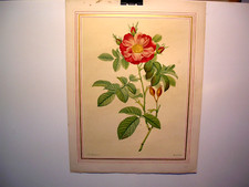 Choix belles roses d'occasion  Bédarieux