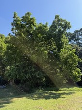 Black walnut seeds for sale  Ocean View