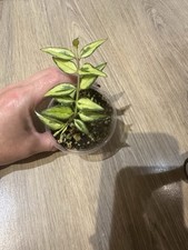 Hoya bella variegata for sale  HORNCHURCH