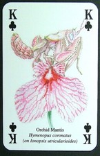 Playing card insects for sale  EASTBOURNE