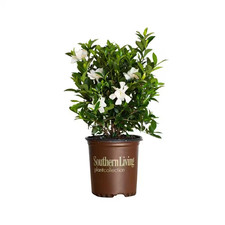 evergreen shrub for sale  Thonotosassa
