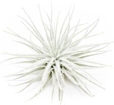 Tectorum ecuador air for sale  Saint Augustine