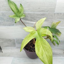 Philodendron florida ghost for sale  Reseda