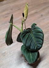 Philodendron melanochrysum gebraucht kaufen  Bernau