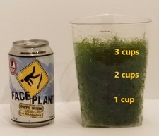 Cups macro algae for sale  Missoula