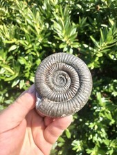 Large dactylioceras ammonite for sale  REDCAR