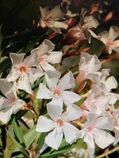 Oleander plants years for sale  READING