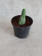 Cactus t.bridgesii melted usato  Spilamberto