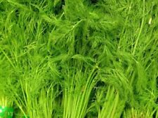 Polish Emerald Dill - Szmaragd - Anethum graveolens - 100+ nasion - Nasiona - F 227 na sprzedaż  Wysyłka do Poland