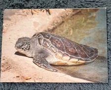 wasser schildkrote gebraucht kaufen wasser schildkrote gebraucht kaufen Hamburg