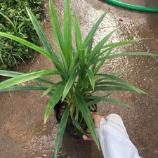 Pandan leaves roots for sale  Naples