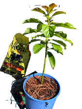 Organic vietnamese red for sale  Palm Bay