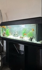 acquario ferplast 120 usato acquario ferplast 120 usato Villadose