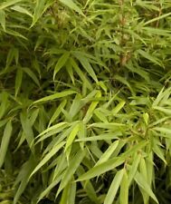 Bamboo plant live for sale  Danielson