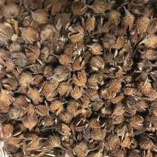 100 bucheckern hütchen gebraucht kaufen  Sömmerda
