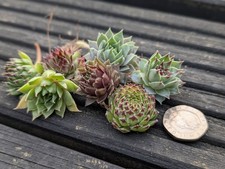 Sempervivum chicks mixed for sale  KING'S LYNN