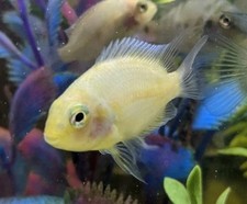 Convict zebra white for sale  Cartersville