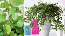 Maidenhair vine plant for sale  GLASGOW