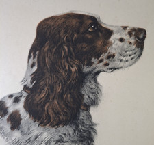 Springer spaniel portrait for sale  Foxboro