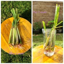 Fresh lemongrass stalks for sale  Westminster