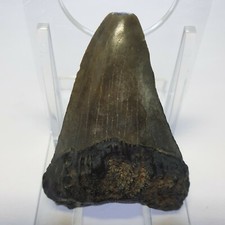 Carcharocles megalodon tooth for sale  MILLOM