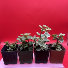 Elephant bush mini for sale  Roseville