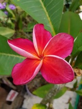 Frangipani plumeria gina gebraucht kaufen  Pfaffenhofen a.d.Ilm