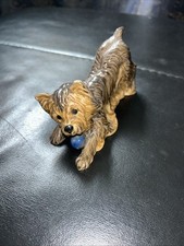 Yorkshire terrier dog for sale  BINGLEY