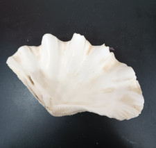 white fish tank for sale white fish tank for sale BURY ST. EDMUNDS