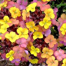 Erysimum plug plants for sale  LONDON