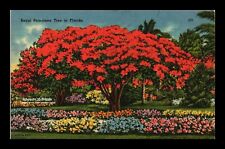 royal poinciana tree for sale  Indianapolis