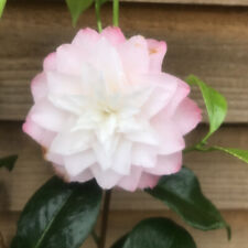 Camellia nuccio pearl for sale  YORK