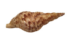 7.5 charonia tritonis for sale  Fairview