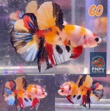 Premium betta fish for sale  East Lansing