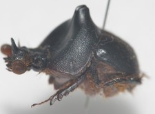Entomologie coléoptères bolb d'occasion  Marcq-en-Barœul