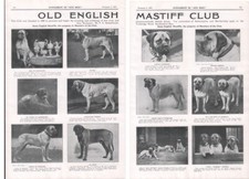 Mastiff 1927 old for sale  COLEFORD
