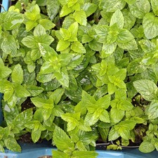Mint herb plant for sale Mint herb plant for sale  LUTON