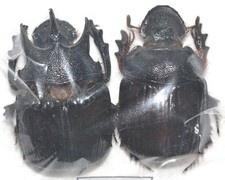Entomologie coléoptères scar d'occasion  Marcq-en-Barœul
