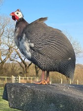 Guinea fowl eggs for sale  HOLSWORTHY