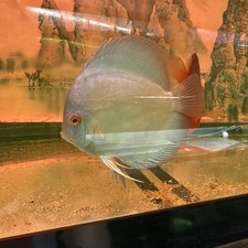 Blue diamond discus for sale  Brooklyn