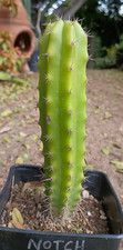 Echinopsis notch 7.5 for sale  San Diego