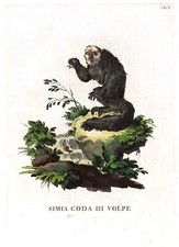 Lemur simia coda usato  Reggio Emilia