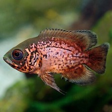 Oscar red size for sale  Haslet