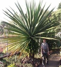 Yucca aloifolia zierpalmen gebraucht kaufen  Kaiserslautern